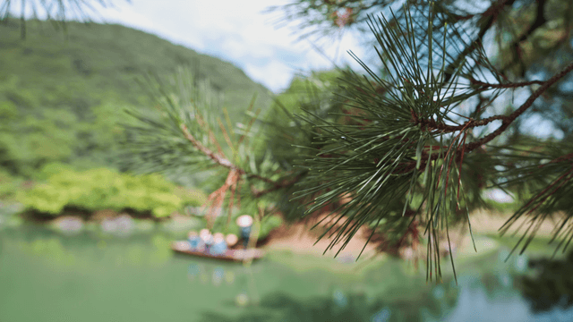 Pine branches near a serene lake