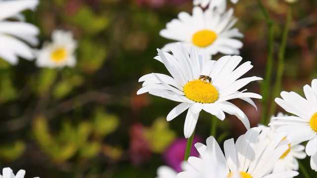 A bee on a white daisy in a garden