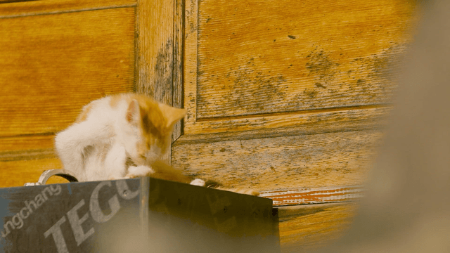 Kitten grooming itself on a box