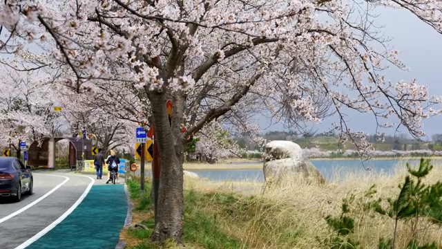 Cherry blossoms along a riverside path