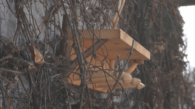 Wooden shelf on a wall covered with dry vines