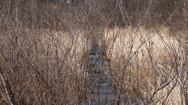 흐르는 시냇물 앞 겨울 마른 가지들