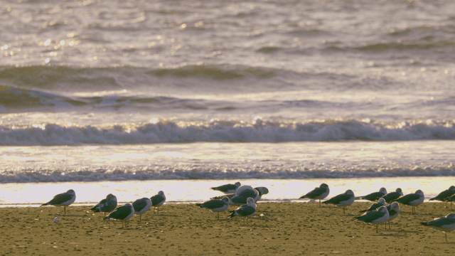 Sandpipers resting on a peaceful sandy beach