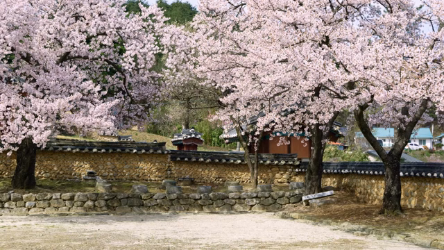 Cherry blossoms next to a traditional Korean house wall