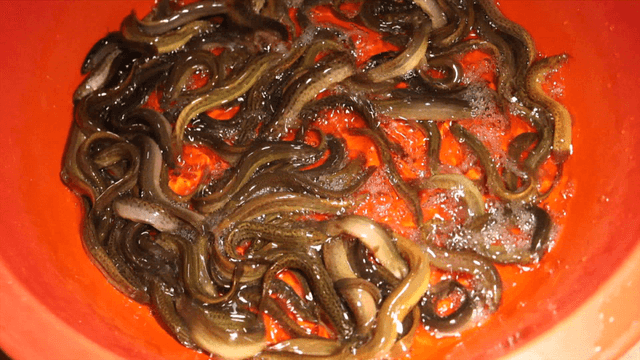 Live loaches revealed under an opened lid