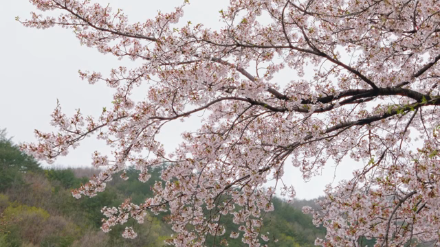 Cherry blossoms in full bloom on branches