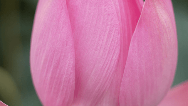 Close-up of soft pink lotus petals