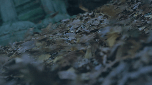 Fallen leaves blowing in the dawn breeze