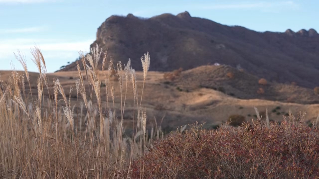 A tranquil mountain landscape with reeds