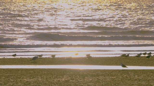 Sandpipers resting on a sunlit beach