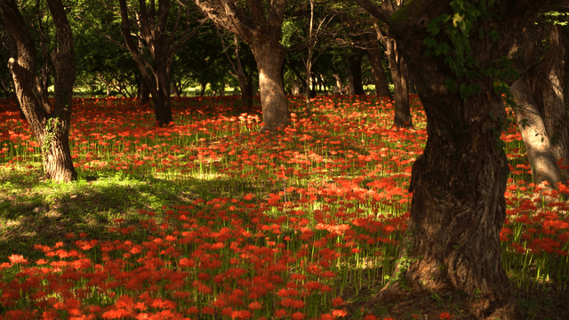 오래된 나무들과 바닥을 가득 채운 붉은 상사화