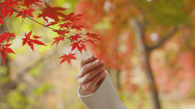 Hand gently holding red autumn leaf