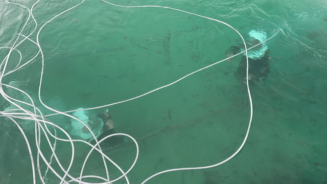 로프와 함께 수중을 잠수 중인 다이버들