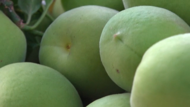 Close-up of green plums on a branch