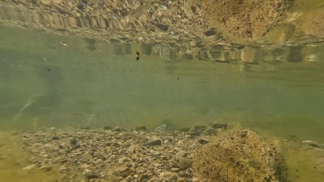 Small fish swimming in a clear river