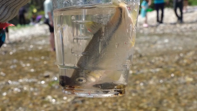 A fish in a cup held by a gloved hand