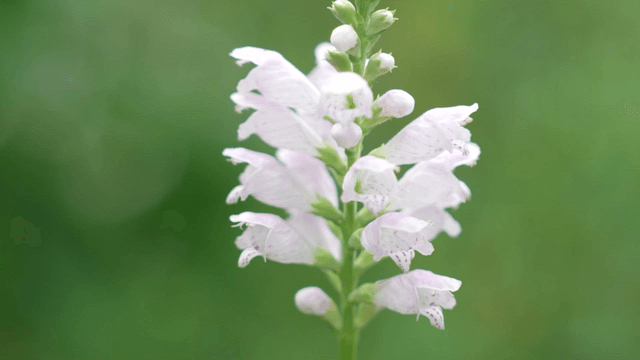 Delicate white flower in full bloom