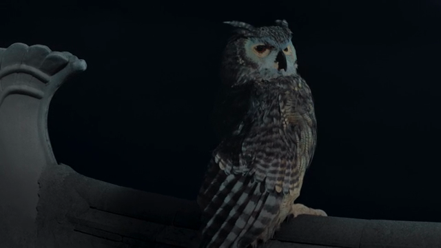 Owl perched on a rooftop at night