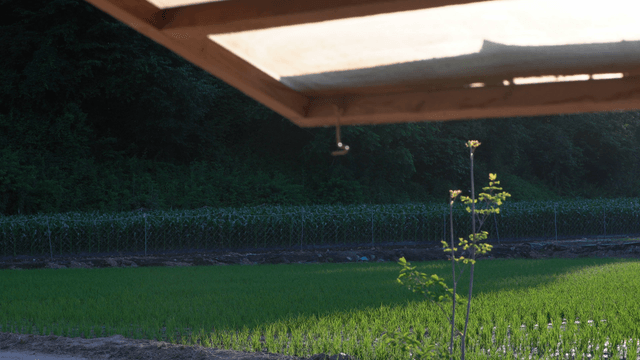 Peaceful farm with green fields beyond the window
