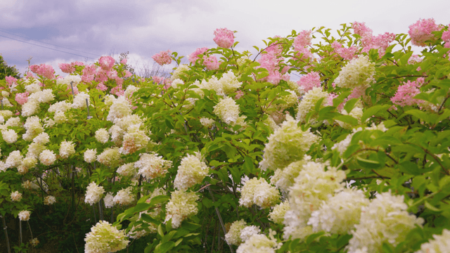Blooming hydrangea bushes in garden