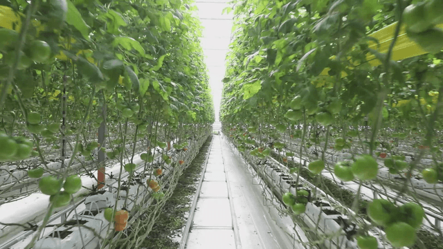 Rows of tomato plants in a greenhouse
