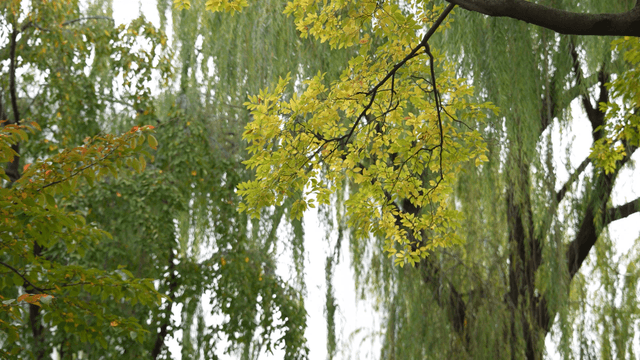 Green leaves on a tree branch