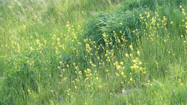 A field of yellow wildflowers in bloom