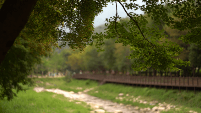 Green tree overlooking distant walkway