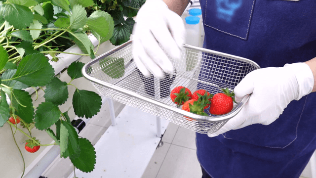 Worker in an apron harvesting strawberries in a greenhouse