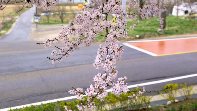 Cherry blossoms blooming by the roadside