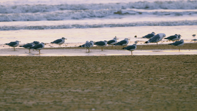 Sandpipers resting on a sandy beach