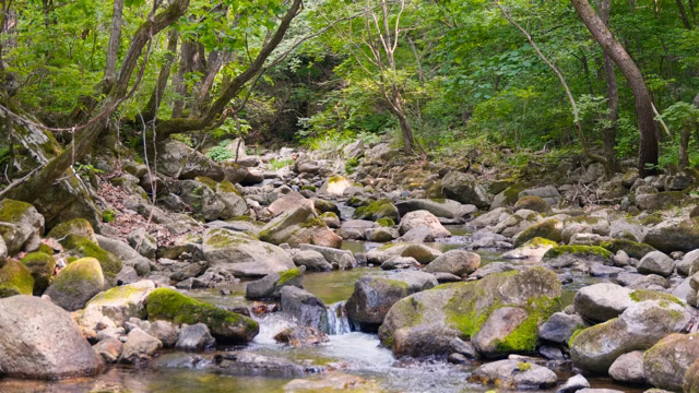 A tranquil forest stream with rocks