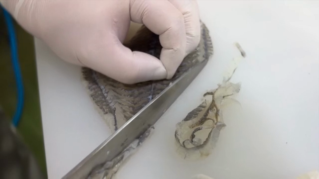 Fish being filleted on a cutting board