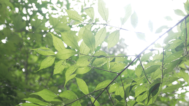 Sunlight filtering through green leaves