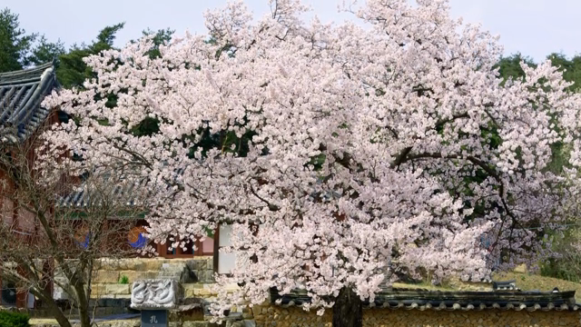 Cherry blossoms in full bloom in a traditional Korean house