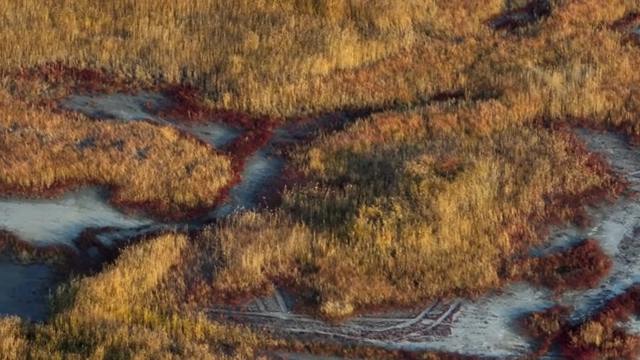 Aerial view of a marshland with vegetation