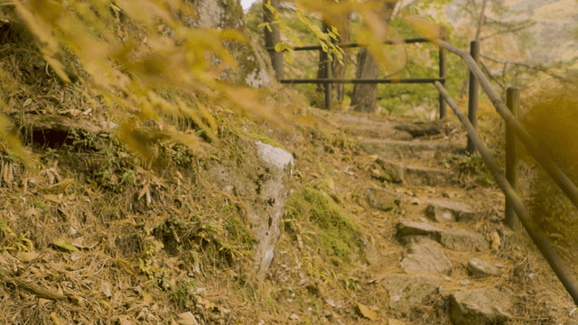 Serene forest path with autumn leaves