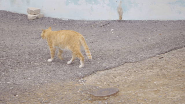 포장된 길을 걷는 노란 고양이