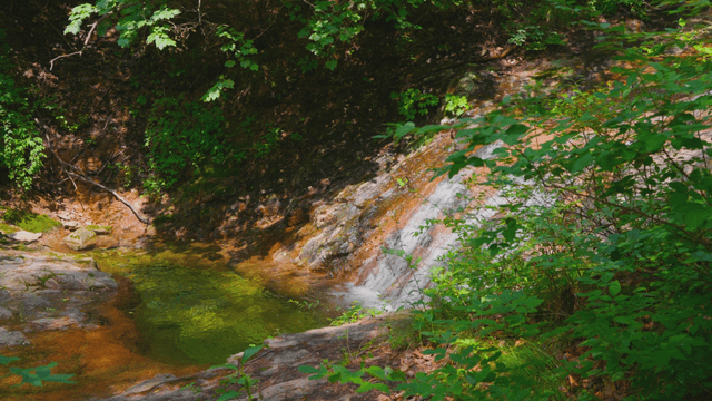 Steep valley stream in green forest