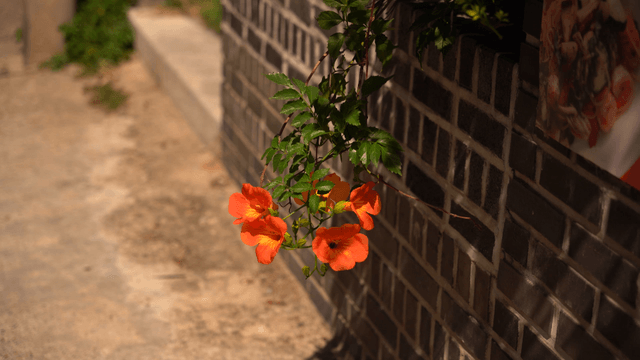 Orange trumpet vine flowers swaying in wind by brick wall