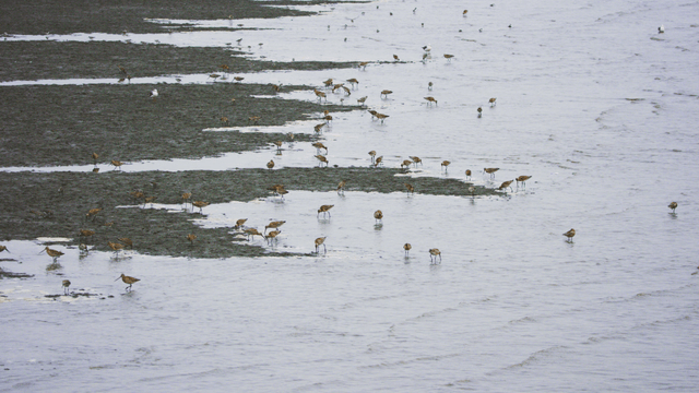 진흙 해안에서 먹이를 찾는 다양한 새들