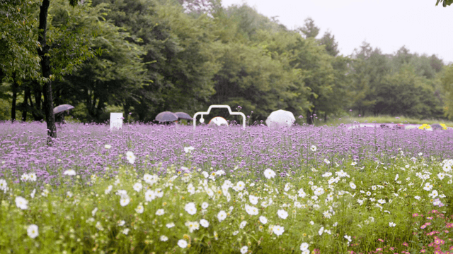 Flower fields layered in white and purple with people holding umbrellas