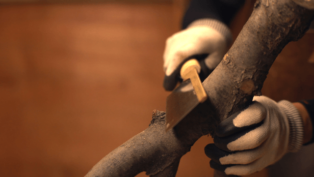 Person cutting a branch indoors