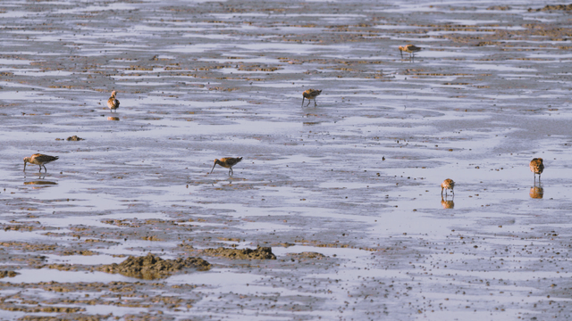 Sandpipers busily foraging in the muddy tidal wetland