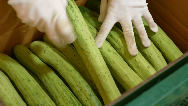 장갑을 끼고 상자에 오이를 넣는 모습