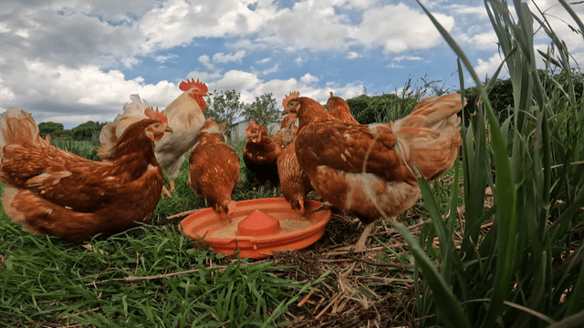 푸른 잔디밭에서 먹이통에 모인 닭들