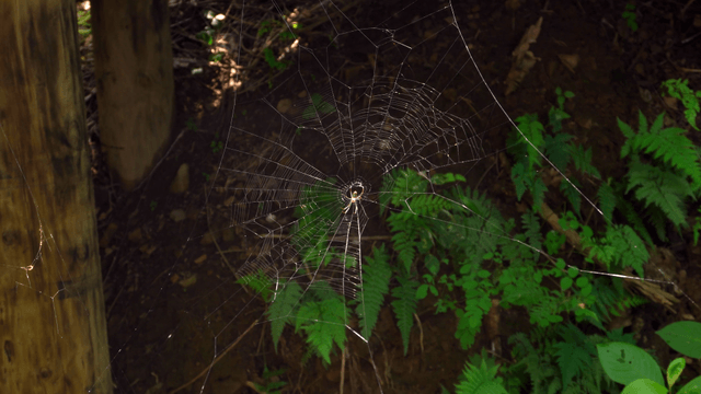 A spider on its web in a forest