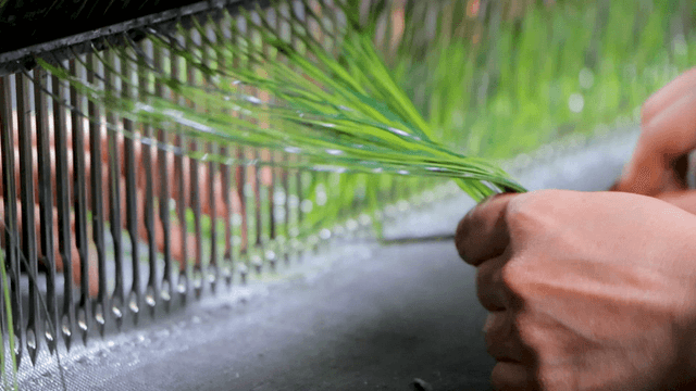 Workers weaving green fibers on loom