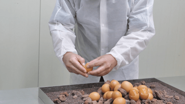Worker peeling baked maekbanseok eggs