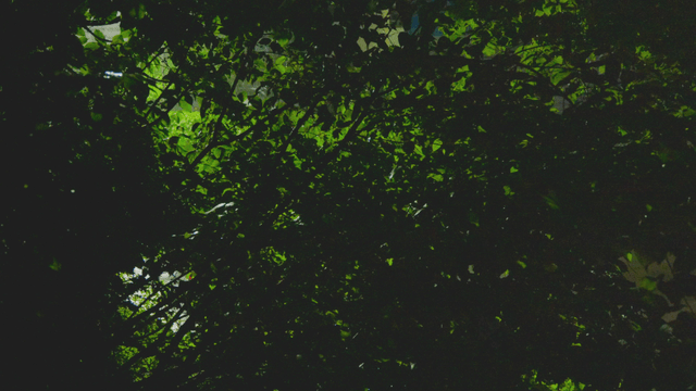 Silhouette of dense leaves illuminated on a dark rainy night
